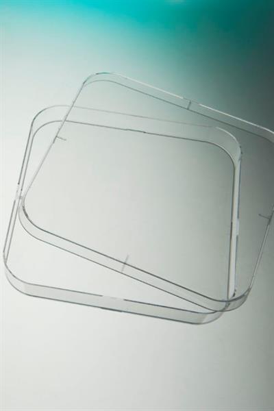 Square Petri plate PS na 4 vents